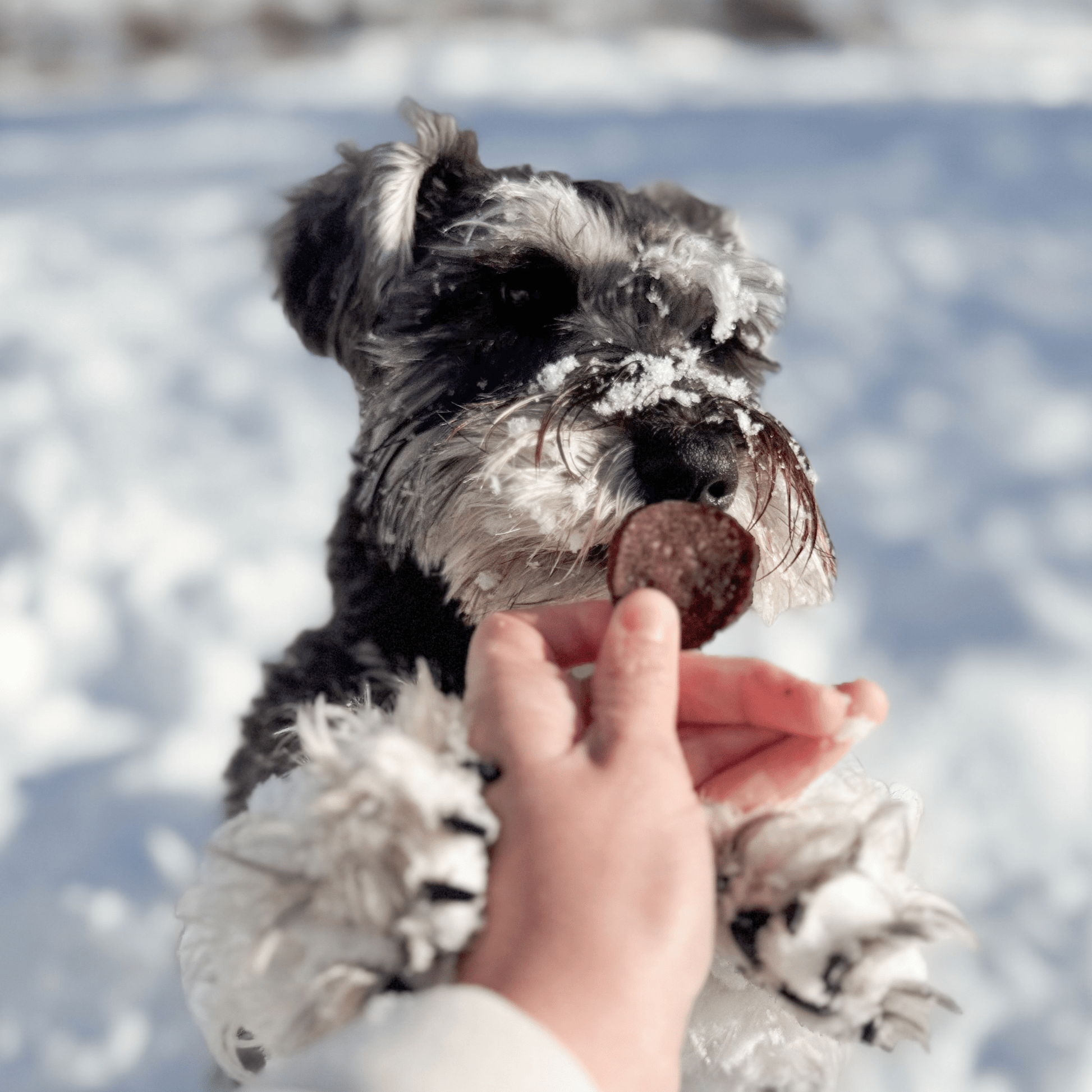 Holiday Chips for Dogs