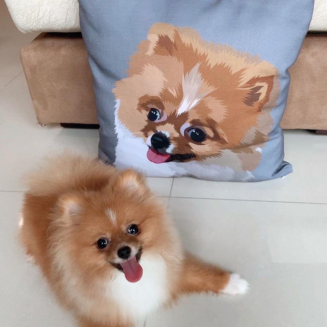 Custom Pet Couch Pillow with Cover